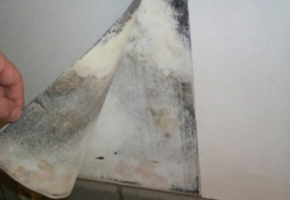 Photo of mold on the wall